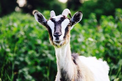 Close-up of goat against plants