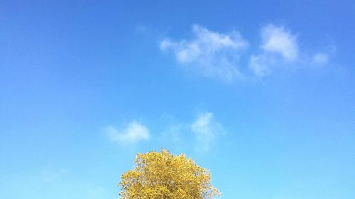 Low angle view of tree against sky