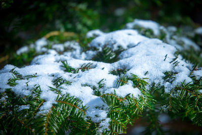 Close-up of frozen tree during winter