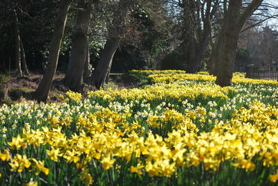 Yellow flowers blooming in field