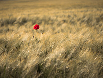 Red poppy in wheat field
