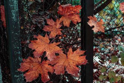 Close-up of maple leaves on tree