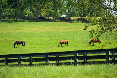 Horses grazing on a kentucky horse farm