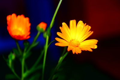 Close-up of orange flowering plant