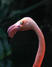 Close-up of a bird