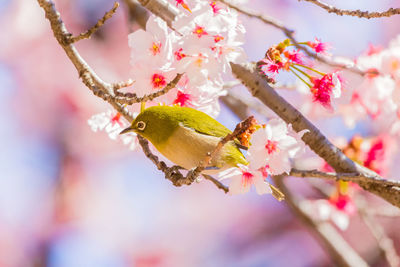 Close-up of bird perching on cherry blossom tree