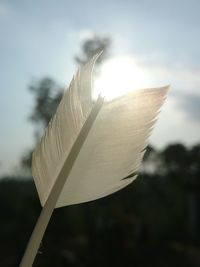 Close-up of leaf against sky