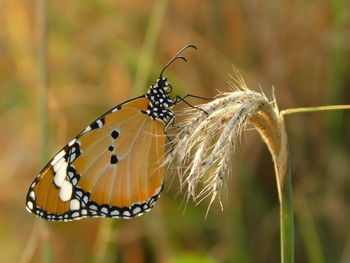 Close-up of butterfly on plant