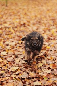 Portrait of a dog on dry leaves