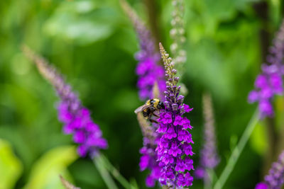 Close-up of purple flowering plant