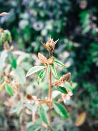 Close-up of wilted flower plant