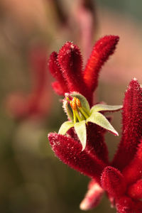 Close-up of red flowers