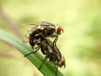 Close-up of housefly