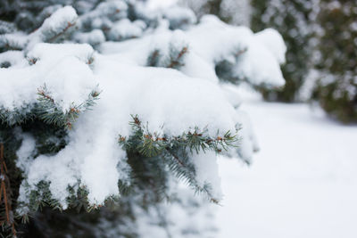 Snow covered tree