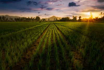 Scenic view of agricultural field against sky during sunset