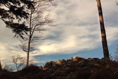 Low angle view of trees against cloudy sky