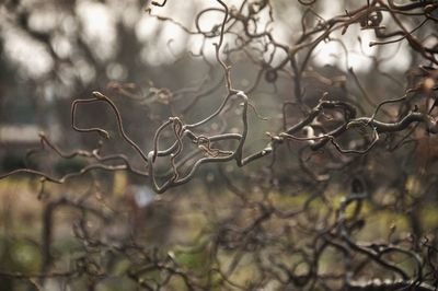 Close-up of branches against blurred background