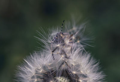 Close-up of dandelion flower