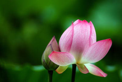 Close-up of pink water lily