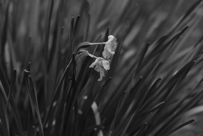 Close-up of plant growing in field