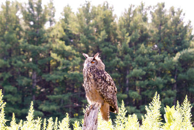 Portrait of bird in forest