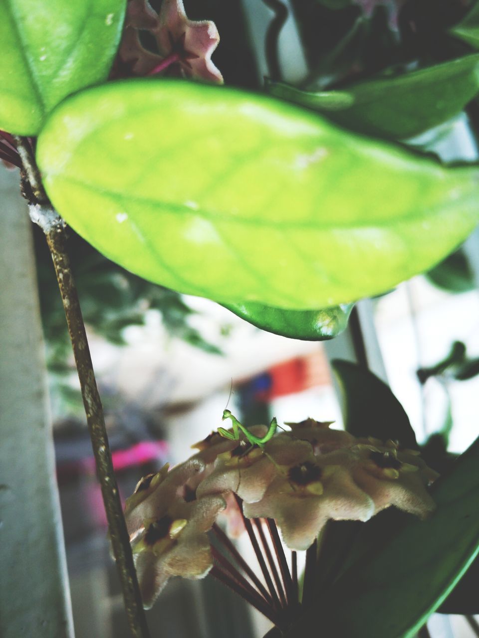 CLOSE-UP OF WATER DROPS ON GREEN LEAF