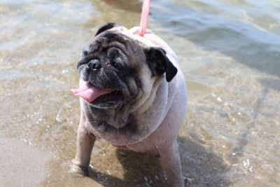 High angle view of dog on beach