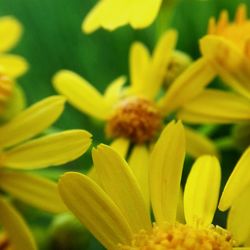 Close-up of yellow flower