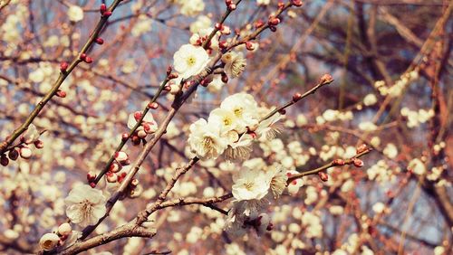 Close-up of cherry blossom tree