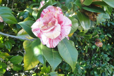 Close-up of pink flower