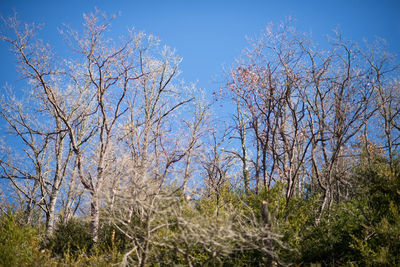 Bare trees against blue sky