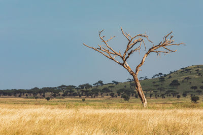 Tree on field against clear sky