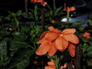 Close-up of orange flowering plant