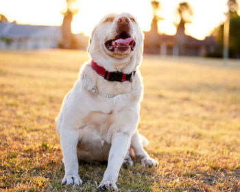 Close-up of dog sitting on field