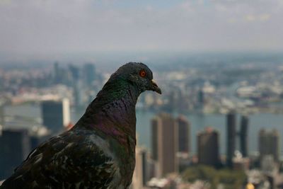 Close-up of bird perching on city against sky