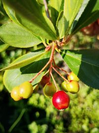 Close-up of cherries growing on tree