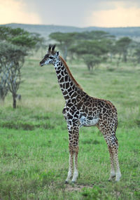 Giraffe standing on field