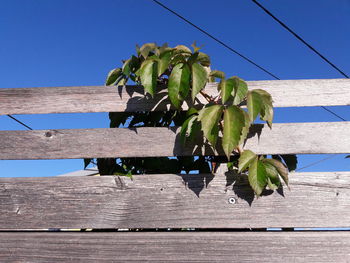 Low angle view of plant against blue sky