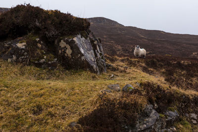 View of a sheep on a land