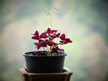 Close-up of potted plant