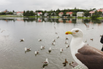 Close-up of seagulls perching on a river