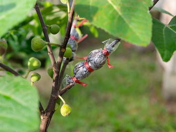 Close-up of  graf  tree