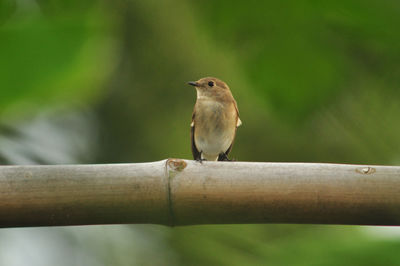 Close-up of bird perching on branch