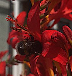 Close-up of red flowers