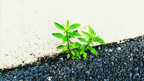 Close-up of plant