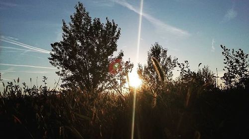 Sun shining through trees on field