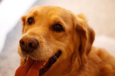 Close-up of dog sticking out tongue