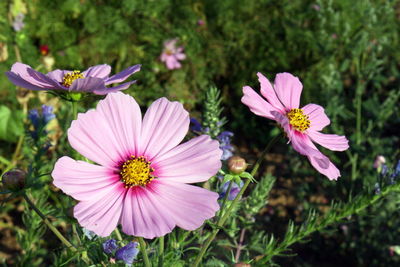 Close-up of pink flowers blooming outdoors