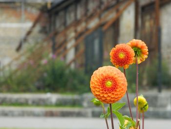 Close-up of orange flowering plant outdoors