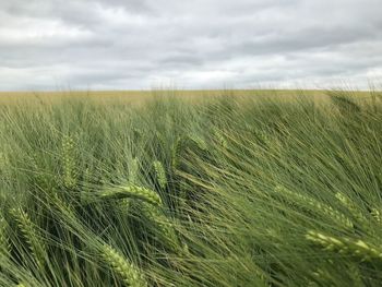 Scenic view of wheat field against sky